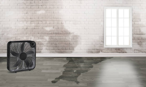 Best Water damage restoration mold remediation  in Twentynine Palms, CA